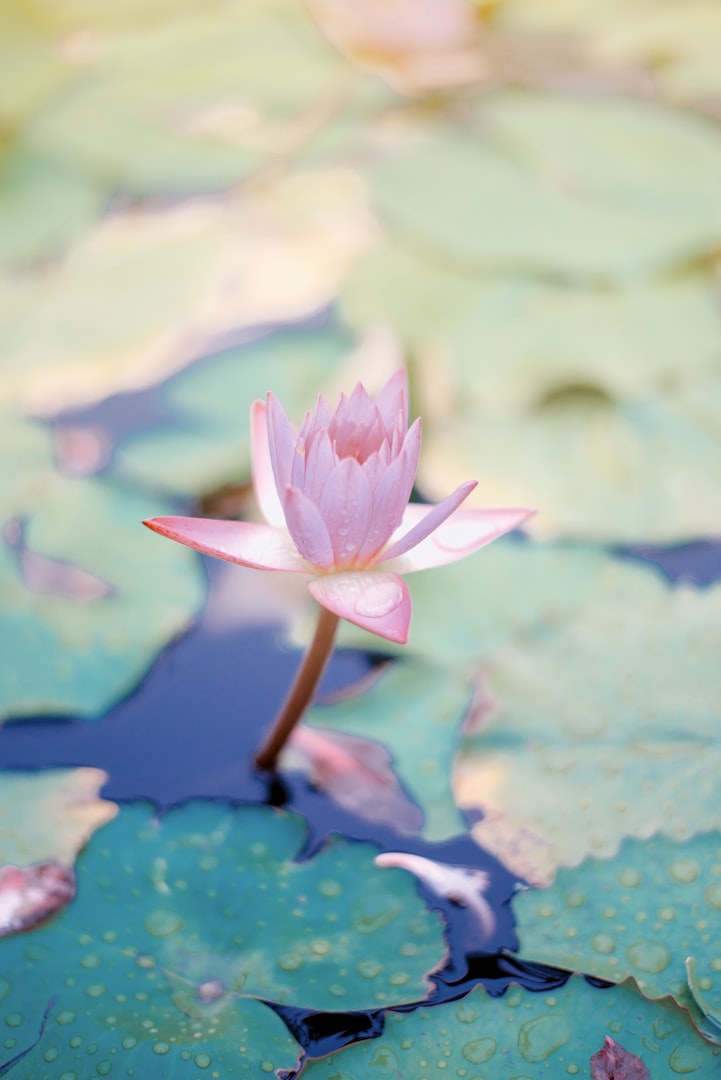 Trauma Therapy at West End Therapy in Winnipeg
